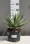 Plantstore Agávé Angustifolia- Agave Angustifolia Variegata