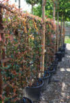 Plantstore Korallberkenye Panel 120*70-photinia Fraseri Robusta Compacta