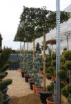 Plantstore Korallberkenye Red Robin Esernyőfa C. 8/10- Photinia Fraseri Red Robin Tabletop