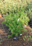 Plantstore Citromillatú Kefevirág Cserje- Callistemon Citrinus Splendens