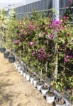 Plantstore Murvafürt Glabra Sanderiana 3 L- Bougainvillea Glabra Sanderiana