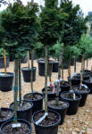 Plantstore Hinoki Hamisciprus-chamaecyparis Obtusa Nana Gracilis 1/4 Standard
