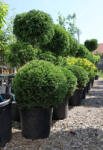 Plantstore Leylandi Ciprus Vito Gömb - Cupressocyparis Leylandii Vito Ball