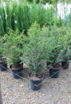Plantstore Tiszafa 9l- Taxus Baccata