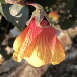 DobreNasiona. pl Hársfavirág ketmia otthonra és teraszra (Hibiscus tiliaceus) 3 mag (nasion)