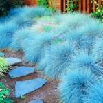 W. Legutko Csenkesz Sina Festuca Glauca Fagyálló kék fű mag (5903837145058)