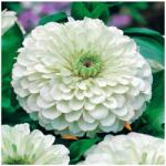 Toraf Dália ón Zinnia Fehér (Elegans Dahl. Fl. Pl. ) virágmag 100 db (TOCYDAB1G)