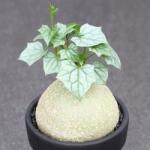 DobreNasiona. pl Gerrardanthus macrorhizus Nagylábú gyűjtői faj 2 mag (nasion)