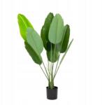 Homla Tropical Zone banánfa szobanövény cserépben 90 cm Homla (227154)