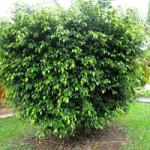 DobreNasiona. pl Fikusz (ficus Benjamin) 20 Mag