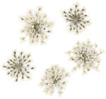  Szárított Virág - White 09