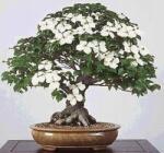 DobreNasiona. pl Kousa Milky Way bonsai (Cornus Kousa Milky Way) 5 mag (nasiona)