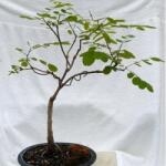 DobreNasiona. pl Robinia szőrös rózsaszín bonsai (Robinia Fertilis) 20 mag (nasiona)