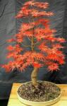DobreNasiona. pl Bonsai pálmajuhar vöröslevelű 10 mag Acer Palmatum (nasiona)