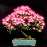 DobreNasiona. pl Albicia Selyem Perzsa Fa Világít Éjjel Bonsai Magok 10 db (nasion)