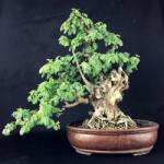  Szégyenlős Mimóza (mimosa Pudica) 20 Mag