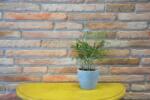 ELK Coltar caramida aparenta Roman Corner, Rock, 170x40x15 mm (ELK-ROMANC-RO)