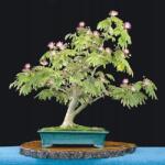 DobreNasiona. pl Selymes Albicia magok Világít az éjszakában a Bonsai-n (Albizia julibrissin) (nasion)