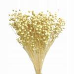 Pudercukier Szárított virágok Tortadísz Szárított Len fehérített 10 ág (8436)