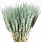 Pudercukier Szárított virágok Tortadísz Szárított Triticale kék 20 ág (8110)
