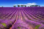  Öntapadó és mosható fali tapéta Lavender5, 400 x 250 cm