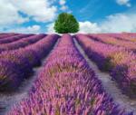  Öntapadó és mosható fali tapéta Lavender3, 150 x 205 cm
