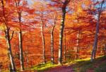  Öntapadó és mosható falfestmény Késő ősz, 400 x 250 cm