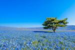  Öntapadó és mosható falfestmény Field of Blues, 400 x 250 cm