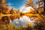 Öntapadós és mosható falfestmény Natura169 Réz ősz hattyúkkal a tavon, 350 x 200 cm