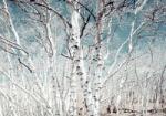  Öntapadó és mosható falfestmény Nyírerdő, 300 x 200 cm