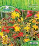 Pegasus Crocosmia Montbretia sárkányfű virághagyma keverék