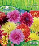 Pegasus Riesenblütige dália összeállítás