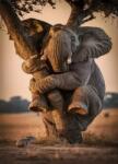 NORIMPEX - Puzzle Tablou Diamant: Elefant speriat 30x40cm - 1 - 39 piese