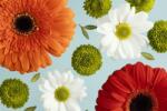  Média Flori162 öntapadó és mosható fali tapéta, gerbera és százszorszép, 220 x 135 cm