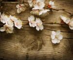  Matrica tapéta Cherry blossoms2, 350 x 250 cm