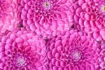  Matrica tapéta Flori76, 350 x 200 cm