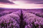  Öntapadós tapéta Lavender7, 250 x 150 cm
