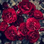  Matrica tapéta Flowers31, 150 x 205 cm