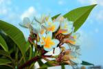  Tapéta Plumeria virágok, 400 x 250 cm
