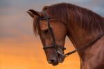  Matrica tapéta Animal47 Horse in twilight, 250 x 150 cm