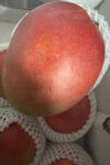  Mango Kent Import Mexic 3buc 2kg