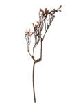 Clayre & Eef Crenguta artficiala maro 30x4x85 cm (5PL0203)