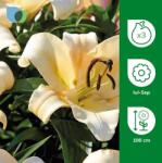 VERVE Bulbi Crin Imperial Lily Conca D. Or, galben