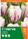VERVE Bulb VERVE Lalea Flaming Flag, alb