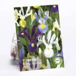VERVE Bulbi Iris VERVE, mix