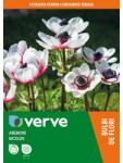 VERVE Bulbi anemone bicolor VERVE, 15 bucati