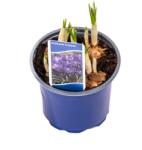 DALIA PROD Crocus Vernus D9Cm