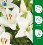 VERVE Bulbi crin asiatic alb VERVE, 2 bucati
