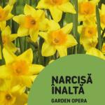 VERVE Bulbi Narcise Garden Opera, 6 bucati
