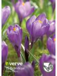 VERVE Bulbi VERVE Crocus Record, mov